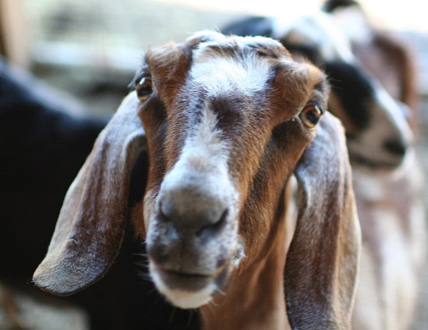 Discover the Skincare Health Benefits of Country Junction Goat Soap
