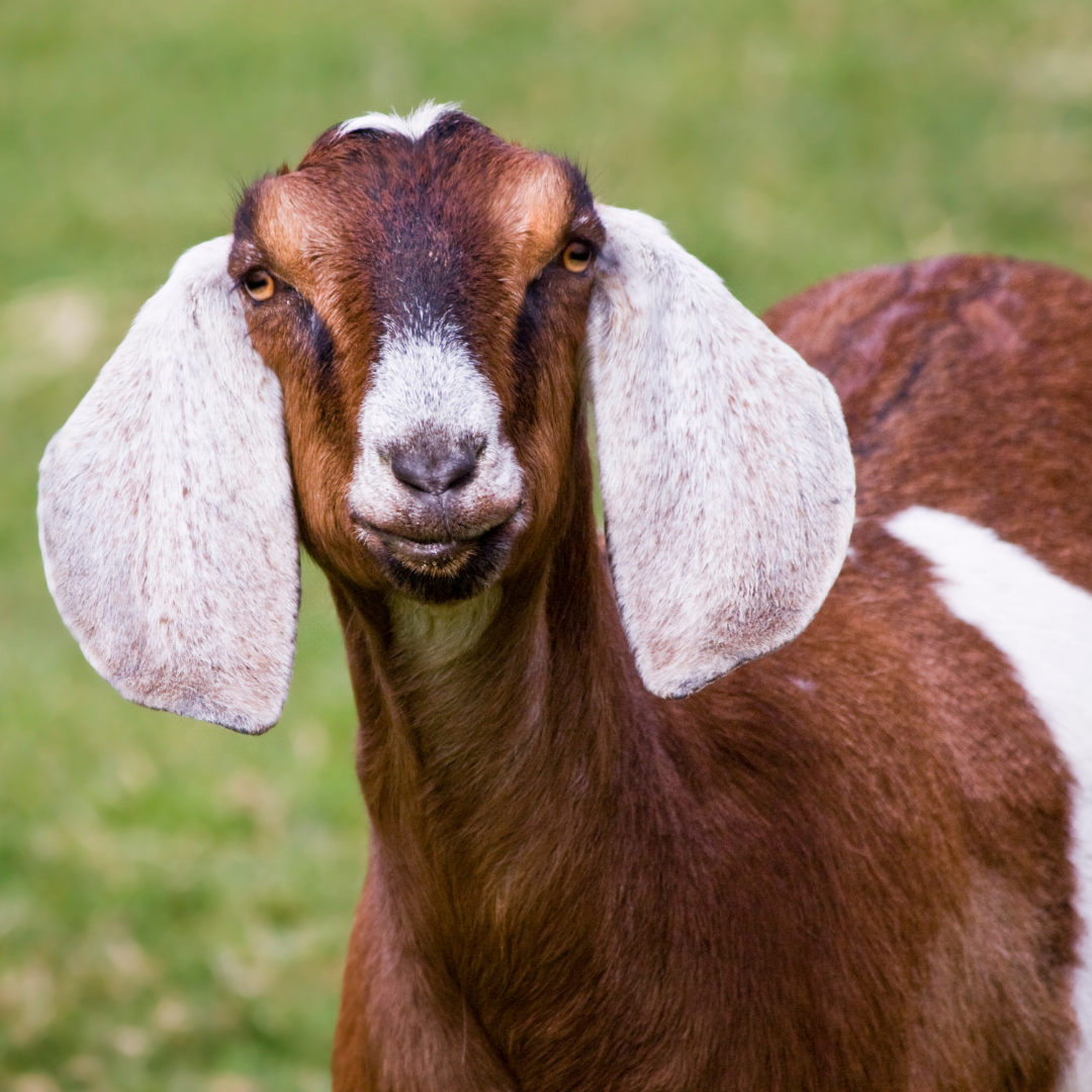 How Our Goat's Soap Can Help with Eczema and Psoriasis