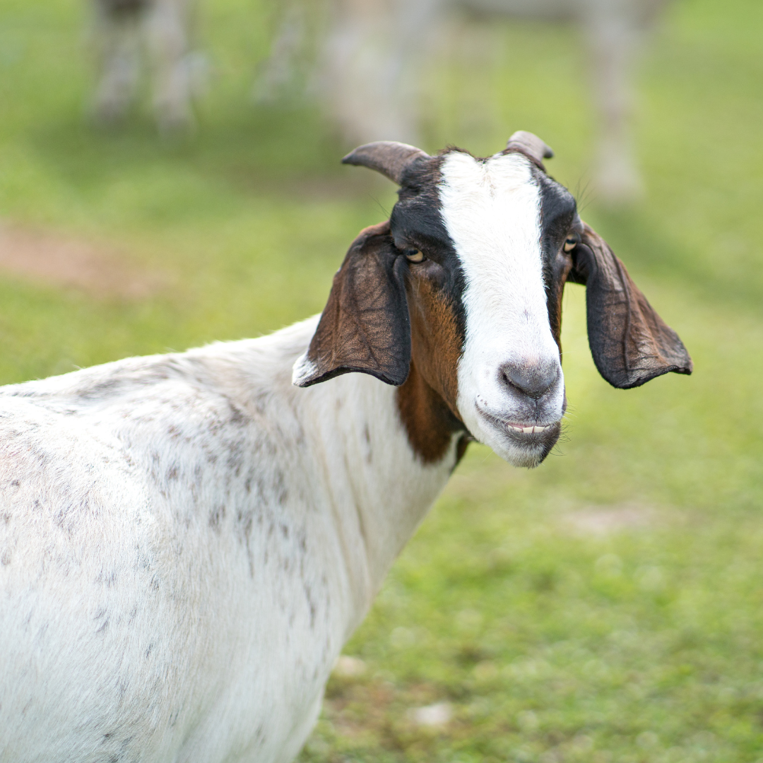 The Benefits of Our Goat’s Milk Soap: A Soothing and Moisturizing Experience