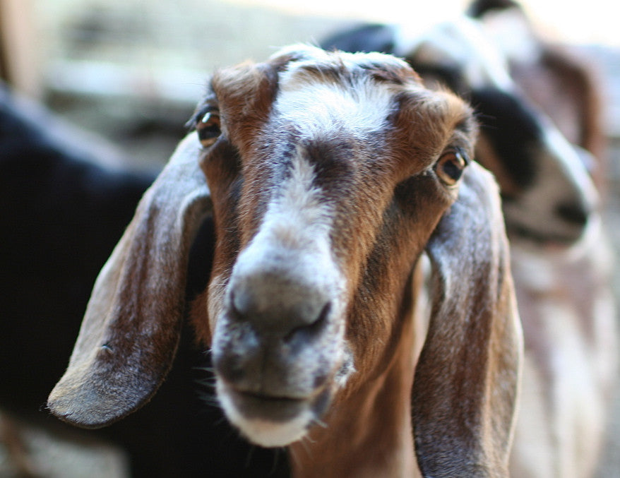 Goat's Milk Soap